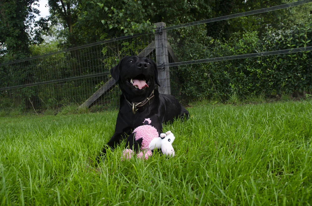 Peluche per cani Mucca con 5 squeaker, 22 x 22 cm – Fuzzle - immagine 3