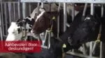 Bevanda di calcio per bovine da latte nel periodo del parto – Excellent Calbal Plus - immagine 2