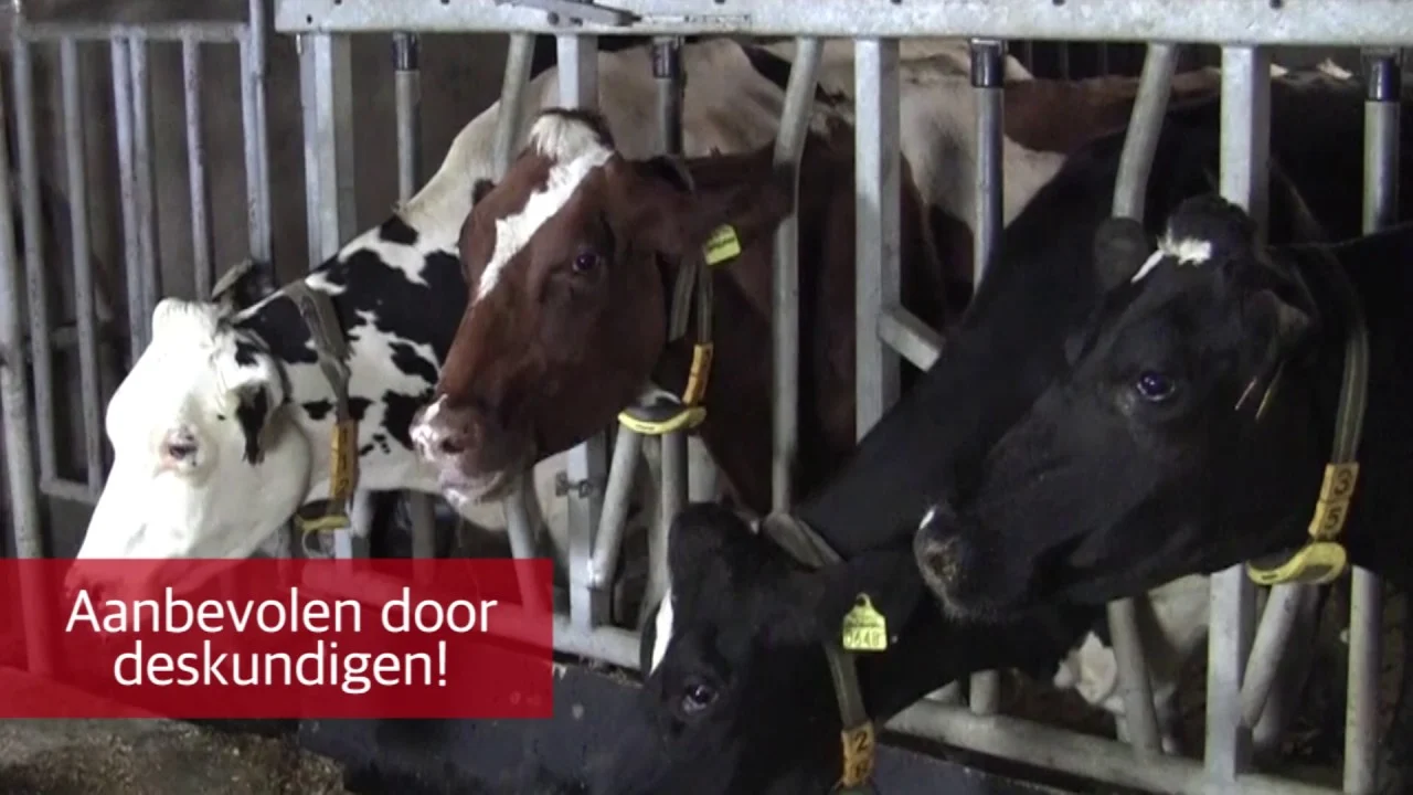 Bevanda di calcio per bovine da latte nel periodo del parto – Excellent Calbal Plus - immagine 2