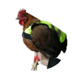 Gilet per galline con striscia fluorescente, 24 x 31,5 cm – Gaun - immagine 2