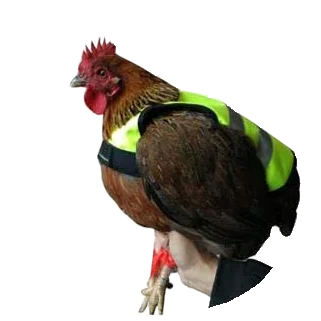 Gilet per galline con striscia fluorescente, 24 x 31,5 cm – Gaun - immagine 2