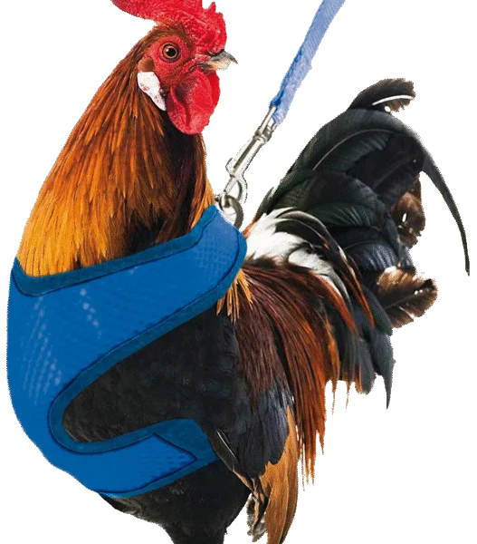 Pettorina per galline con guinzaglio da 114 cm e chiusura a clip – Gaun