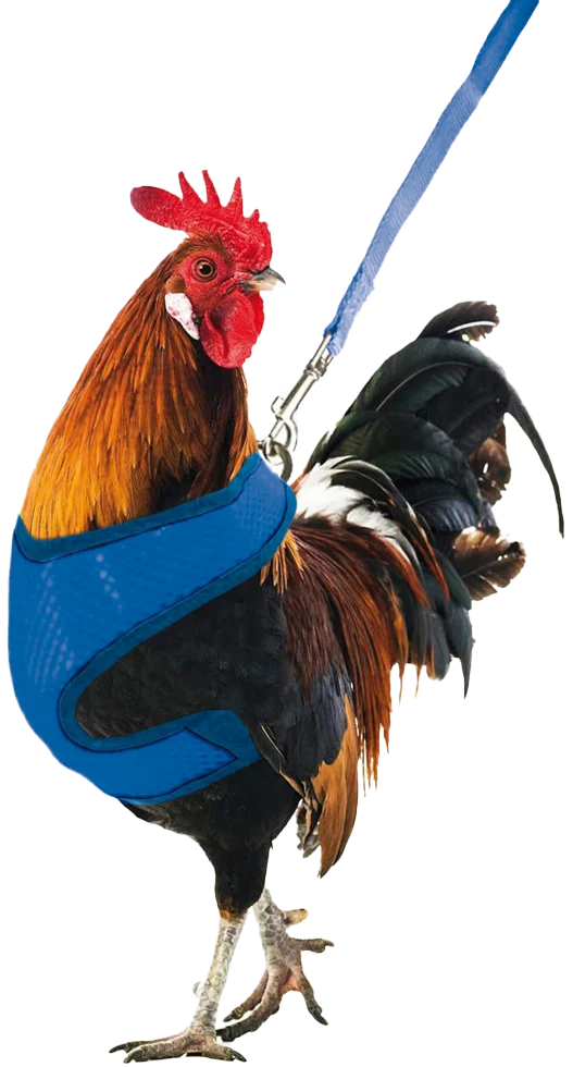 Pettorina per galline con guinzaglio da 114 cm e chiusura a clip – Gaun - immagine 1