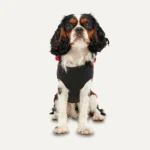 Felpa per cani in pile con fodera in peluche, taglia XS, rossa e nera – Goo-eez Kangaroo Fleece Hoodie - immagine 2