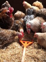 Dispenser per galline 56 x 11,5 cm – Hentastic Fun Feeder