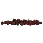Rosa canina per cavalli, per il mantenimento di zoccoli sani, 1 kg – Excellent Horse Herbs Rosa canina - immagine 2