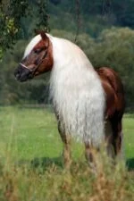 Spray districante per criniera e coda, 500 ml – Excellent Horse Hi Gloss Spray - immagine 4