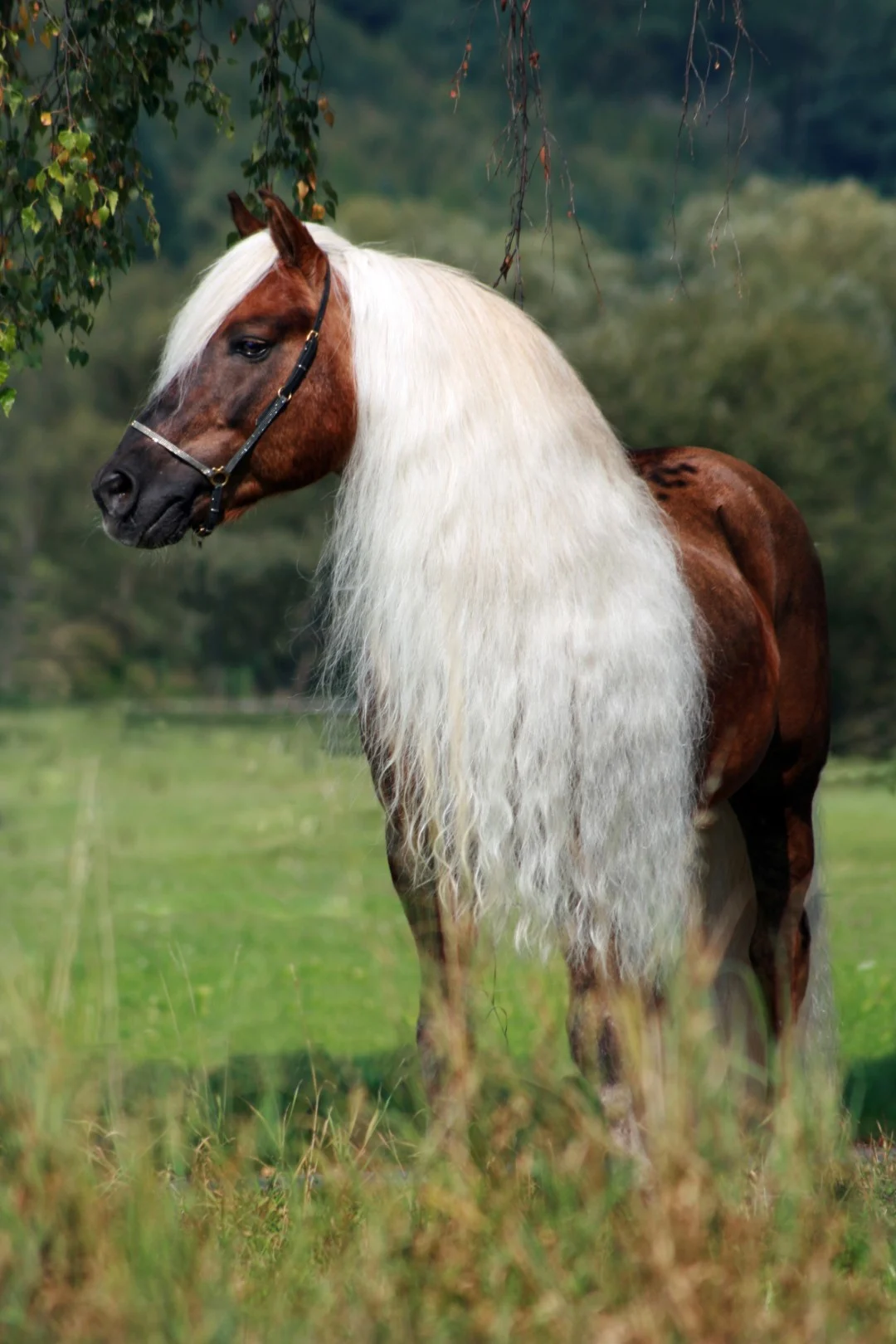 Spray districante per criniera e coda, 500 ml – Excellent Horse Hi Gloss Spray - immagine 4