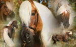 Spray districante per criniera e coda, 500 ml – Excellent Horse Hi Gloss Spray - immagine 3