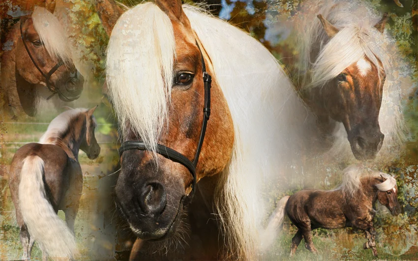 Spray districante per criniera e coda, 500 ml – Excellent Horse Hi Gloss Spray - immagine 3