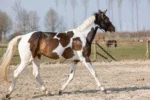 Spray glitter per mantello, criniera e coda, 250 ml – Excellent Horse Hi Gloss Glitter Spray Turquoise - immagine 2