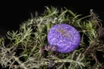 Shampoo solido per cavalli con balsamo, Lavanda, 60 g – Excellent Horse Hi Gloss Shampoo Bar - immagine 3