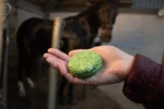 Shampoo solido per cavalli con balsamo, aloe vera, 60 g – Excellent Horse Hi Gloss Shampoo Bar - immagine 3