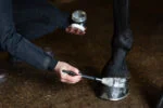 Smalto glitter per zoccoli Argento, 150 ml – Excellent Horse Hi Gloss Glitter Hoof Polish - immagine 3