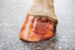Smalto glitterato rosa per zoccoli, 150 ml – Excellent Horse Hi Gloss Glitter Hoof Polish - immagine 5
