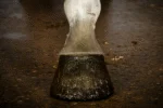 Smalto glitterato dorato per zoccoli, 150 ml – Excellent Horse Hi Gloss Glitter Hoof Polish - immagine 2