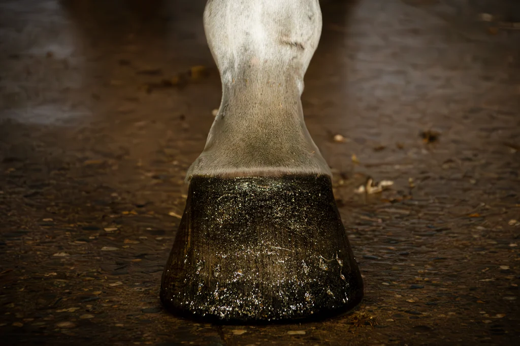 Smalto glitterato dorato per zoccoli, 150 ml – Excellent Horse Hi Gloss Glitter Hoof Polish - immagine 2