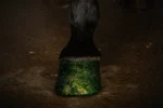 Smalto glitterato verde per zoccoli, 150 ml – Excellent Horse Hi Gloss Glitter Hoof Polish - immagine 2