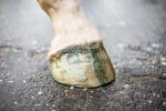 Smalto glitterato verde per zoccoli, 150 ml – Excellent Horse Hi Gloss Glitter Hoof Polish - immagine 3