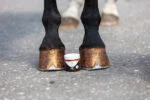Smalto glitterato arancione per zoccoli, 150 ml – Excellent Horse Hi Gloss Glitter Hoof Polish - immagine 2