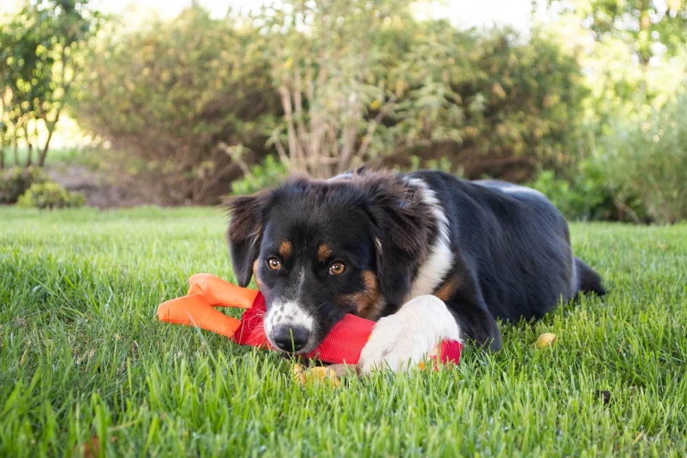 Giocattolo per cani in manichetta antincendio, S – Hozies Billy Bengal - immagine 4