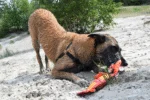 Giocattolo per cani in manichetta antincendio, S – Hozies Billy Bengal - immagine 5