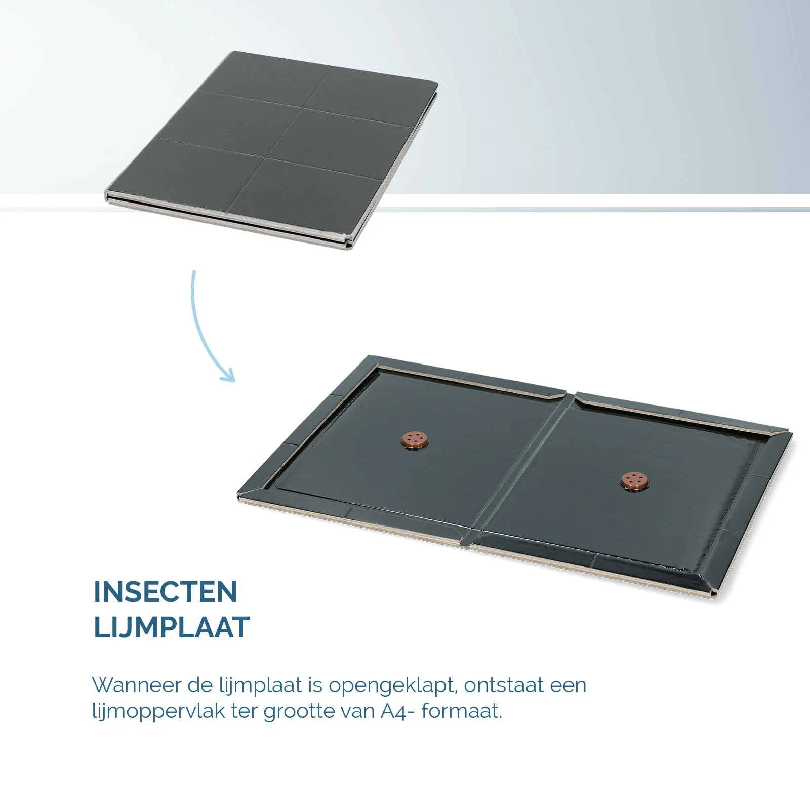 Piastra collante per insetti a libro, nera, 22 x 17 cm – Hofman Pest Control - immagine 4