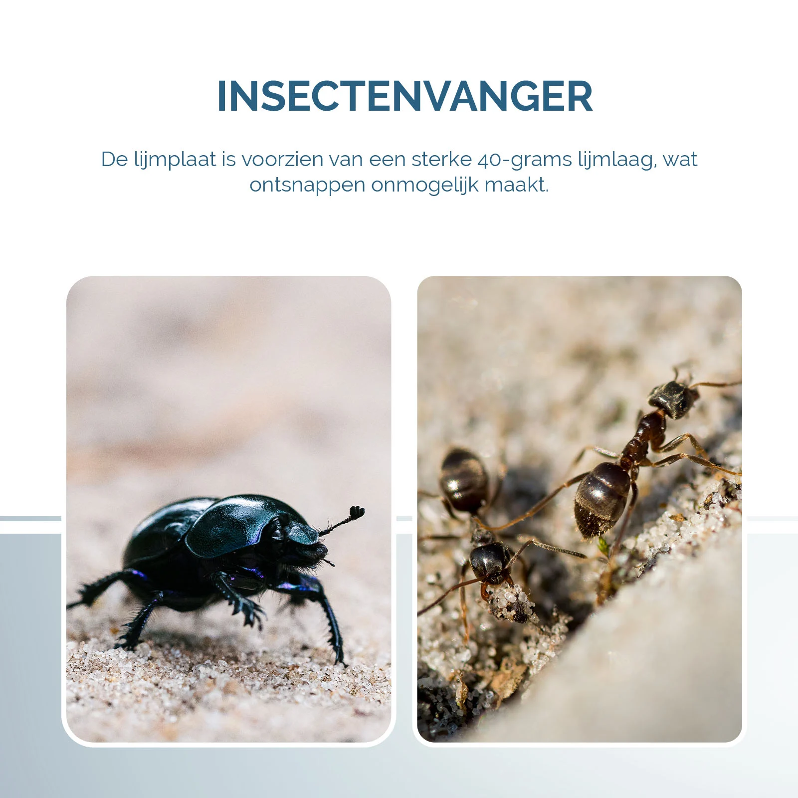 Piastra collante per insetti a libro, nera, 22 x 17 cm – Hofman Pest Control - immagine 5
