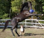 Palla da gioco per cavalli verde oceano con fragranza alla mela, 25 cm – Jolly Pets Jolly Ball - immagine 4