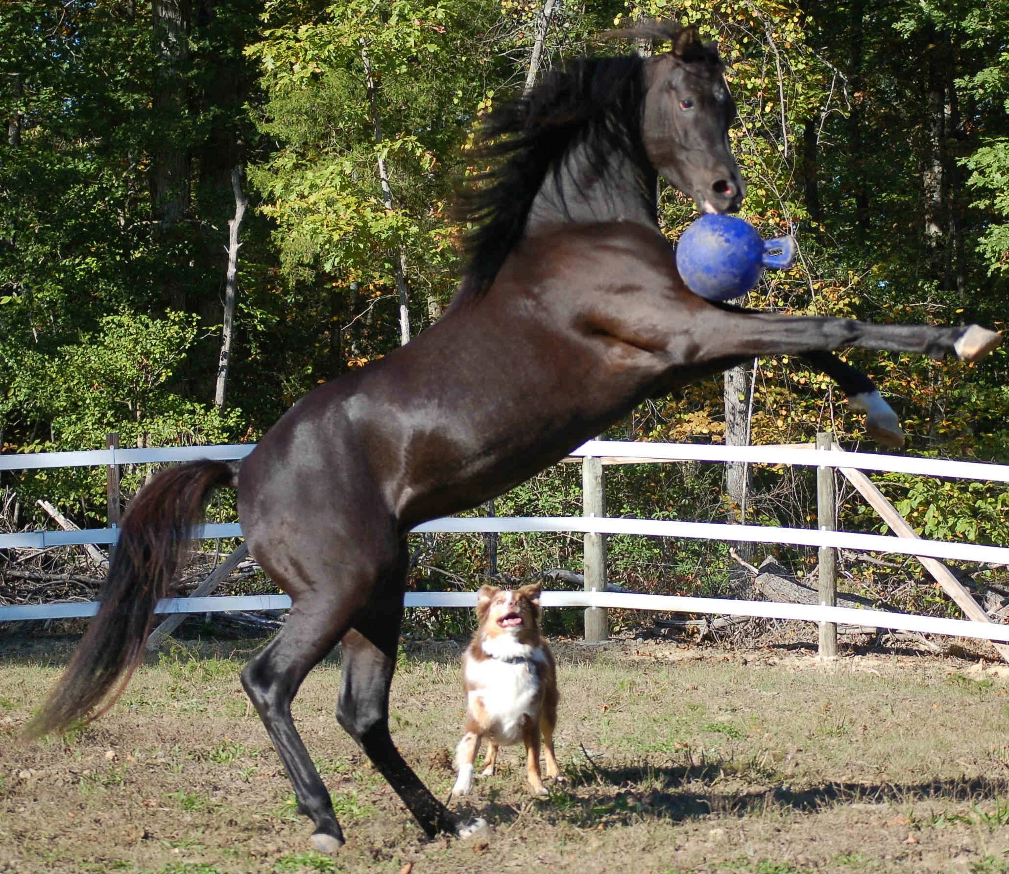 Palla da gioco per cavalli blu con fragranza ai mirtilli, 25 cm – Jolly Pets Jolly Ball - immagine 3