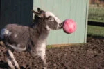 Palla da gioco per cavalli rossa, inodore, 25 cm – Jolly Pets Jolly Ball - immagine 2