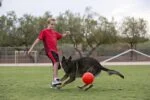Palla da riporto per cani, arancione, 15 cm – Jolly Pets Jolly Soccer Ball - immagine 2