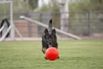 Palla da riporto per cani, arancione, 15 cm – Jolly Pets Jolly Soccer Ball - immagine 3