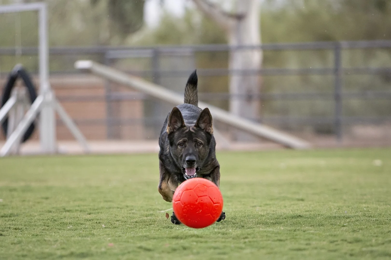 Palla da riporto per cani, arancione, 15 cm – Jolly Pets Jolly Soccer Ball - immagine 3