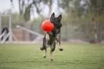 Palla da riporto per cani, arancione, 15 cm – Jolly Pets Jolly Soccer Ball - immagine 5