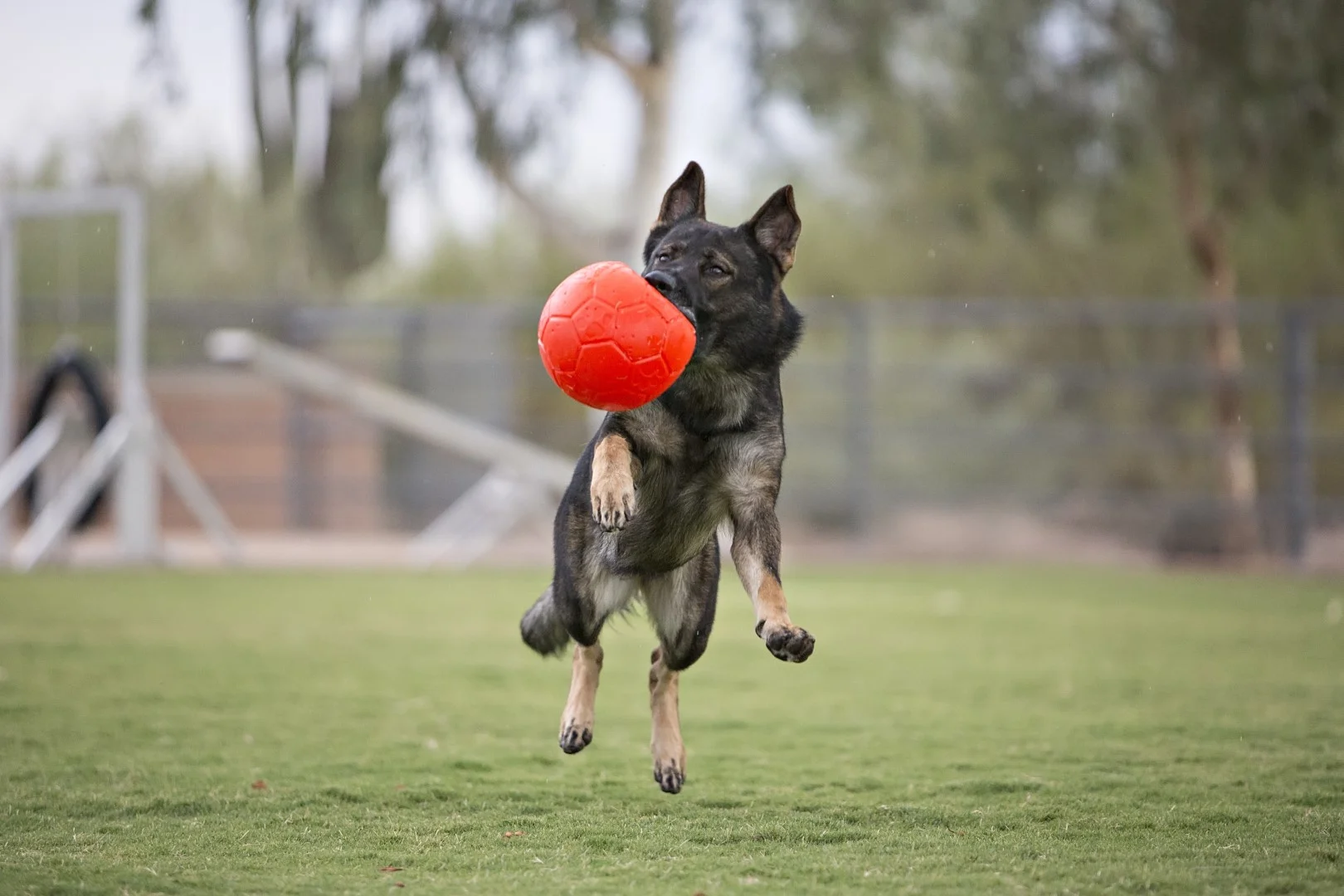 Palla da riporto per cani, arancione, 15 cm – Jolly Pets Jolly Soccer Ball - immagine 5