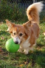 Palla da riporto per cani, verde, 15 cm – Jolly Pets Jolly Soccer Ball - immagine 4