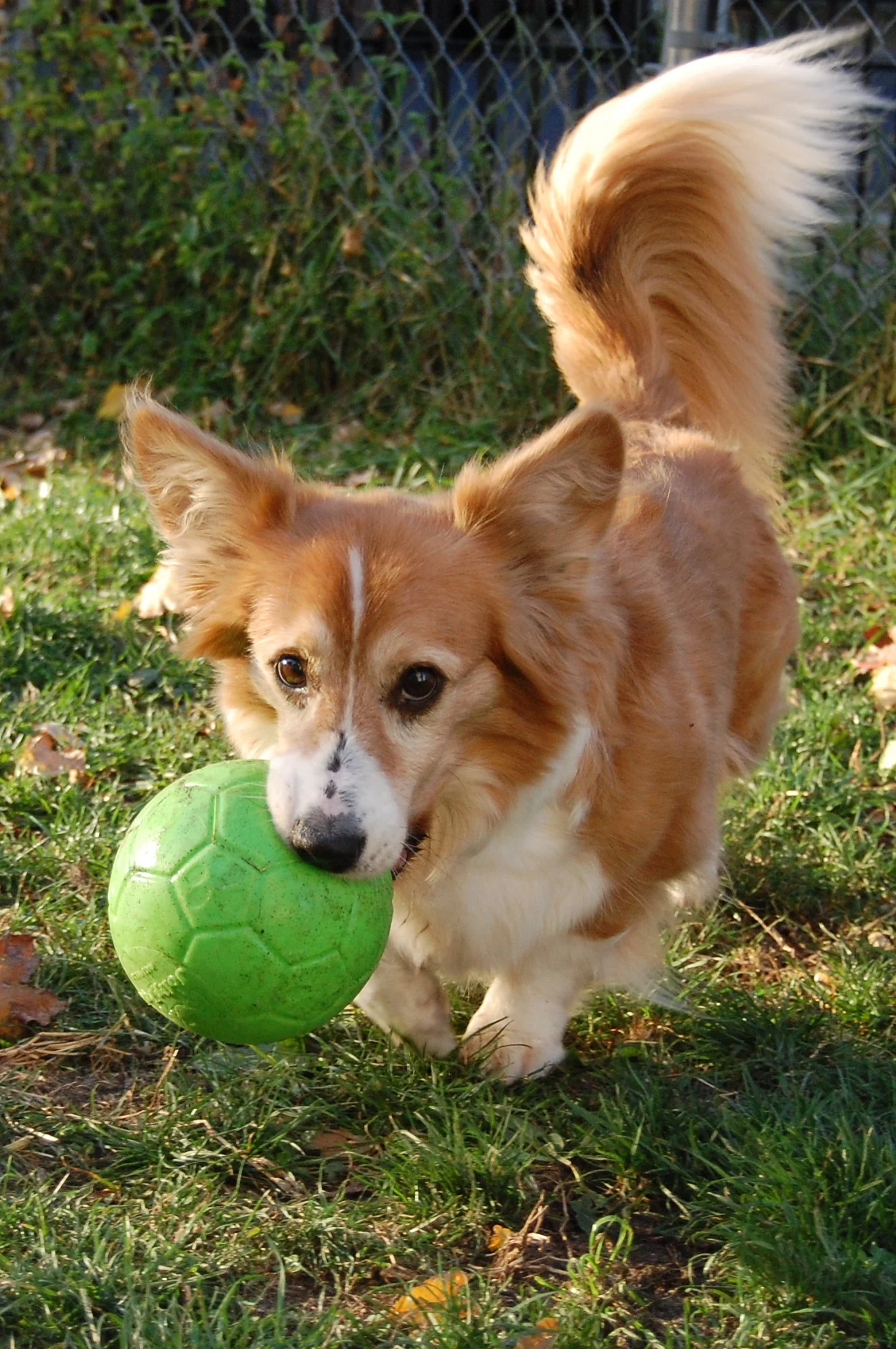 Palla da riporto per cani, verde, 15 cm – Jolly Pets Jolly Soccer Ball - immagine 4