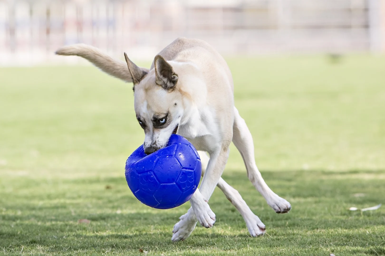 Palla per cani da riporto, azzurra, 15 cm – Jolly Pets Jolly Soccer Ball - immagine 4
