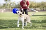 Palla per cani da riporto, azzurra, 15 cm – Jolly Pets Jolly Soccer Ball - immagine 5