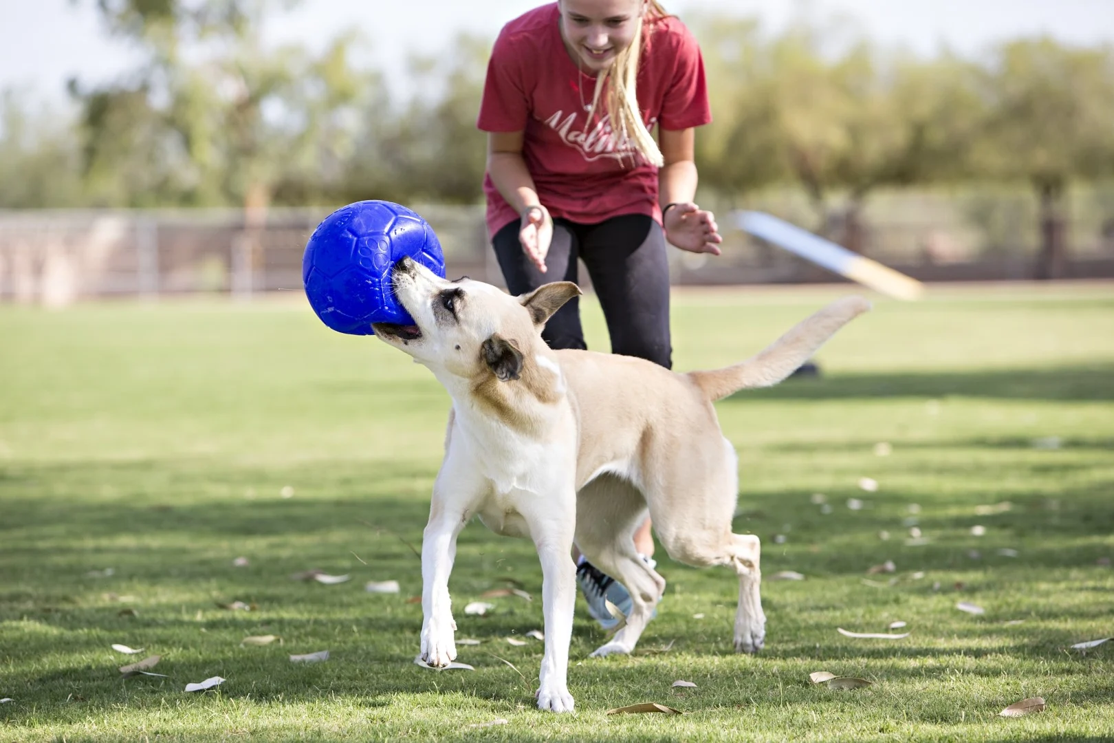 Palla per cani da riporto, azzurra, 15 cm – Jolly Pets Jolly Soccer Ball - immagine 5