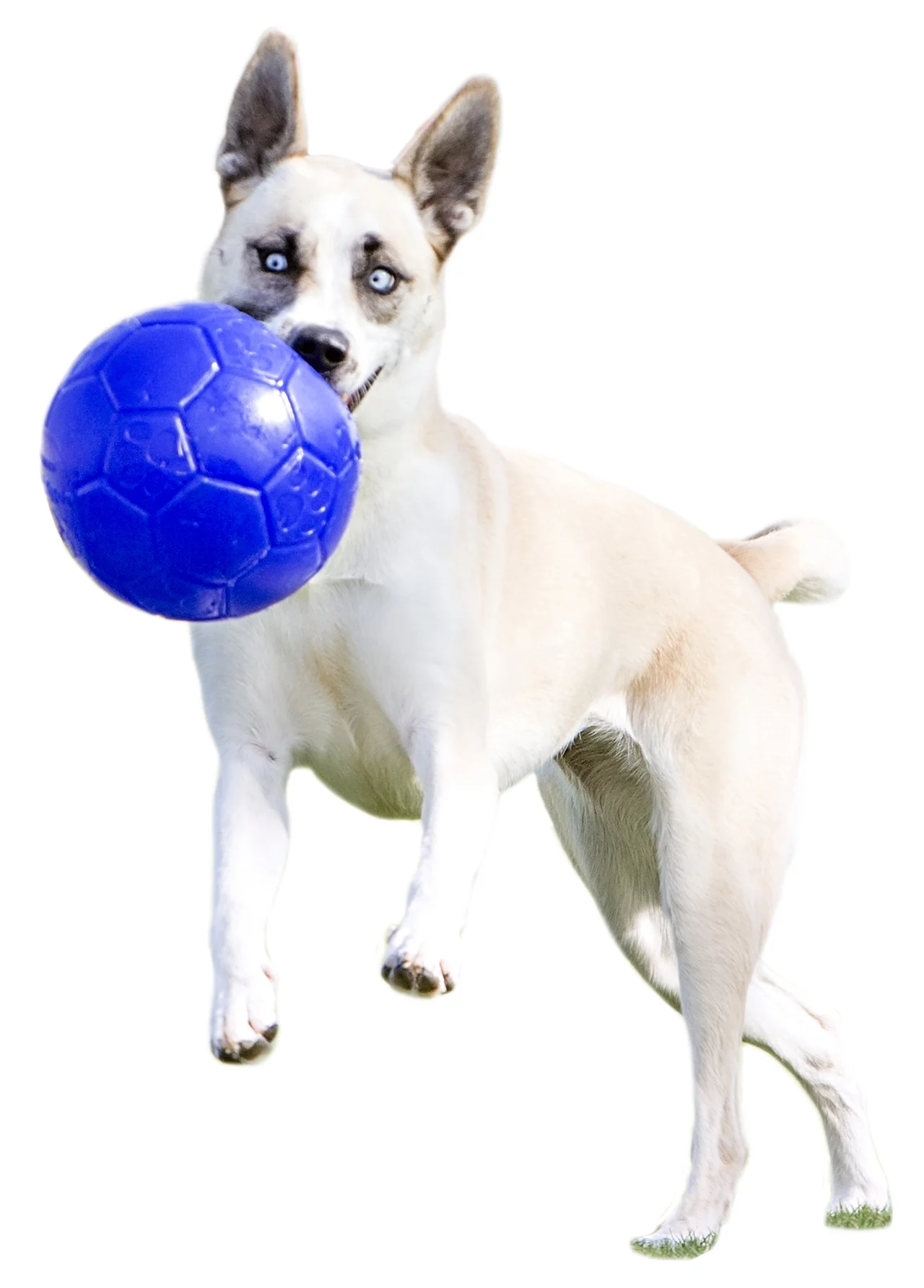 Palla per cani da riporto, azzurra, 15 cm – Jolly Pets Jolly Soccer Ball - immagine 6