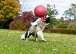 Palla galleggiante per cani lilla XL (25 cm) – Jolly Pets Tug-n-Toss - immagine 4