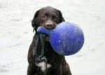 Palla galleggiante per cani lilla XL (25 cm) – Jolly Pets Tug-n-Toss - immagine 6