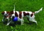 Palla per cani con corda galleggiante blu S (10 cm) – Jolly Pets Romp-n-Roll - immagine 4