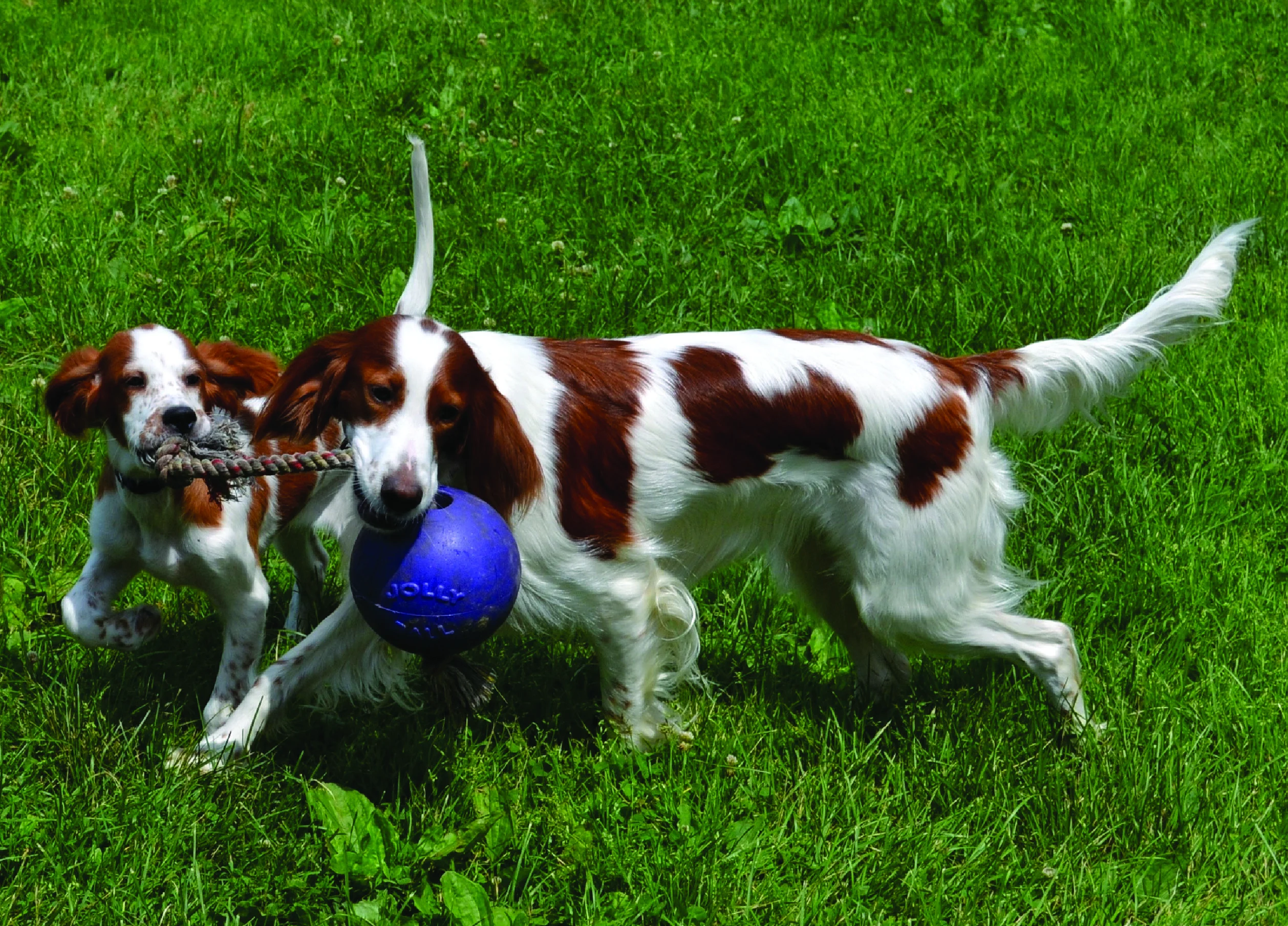 Palla per cani con corda galleggiante blu S (10 cm) – Jolly Pets Romp-n-Roll - immagine 4