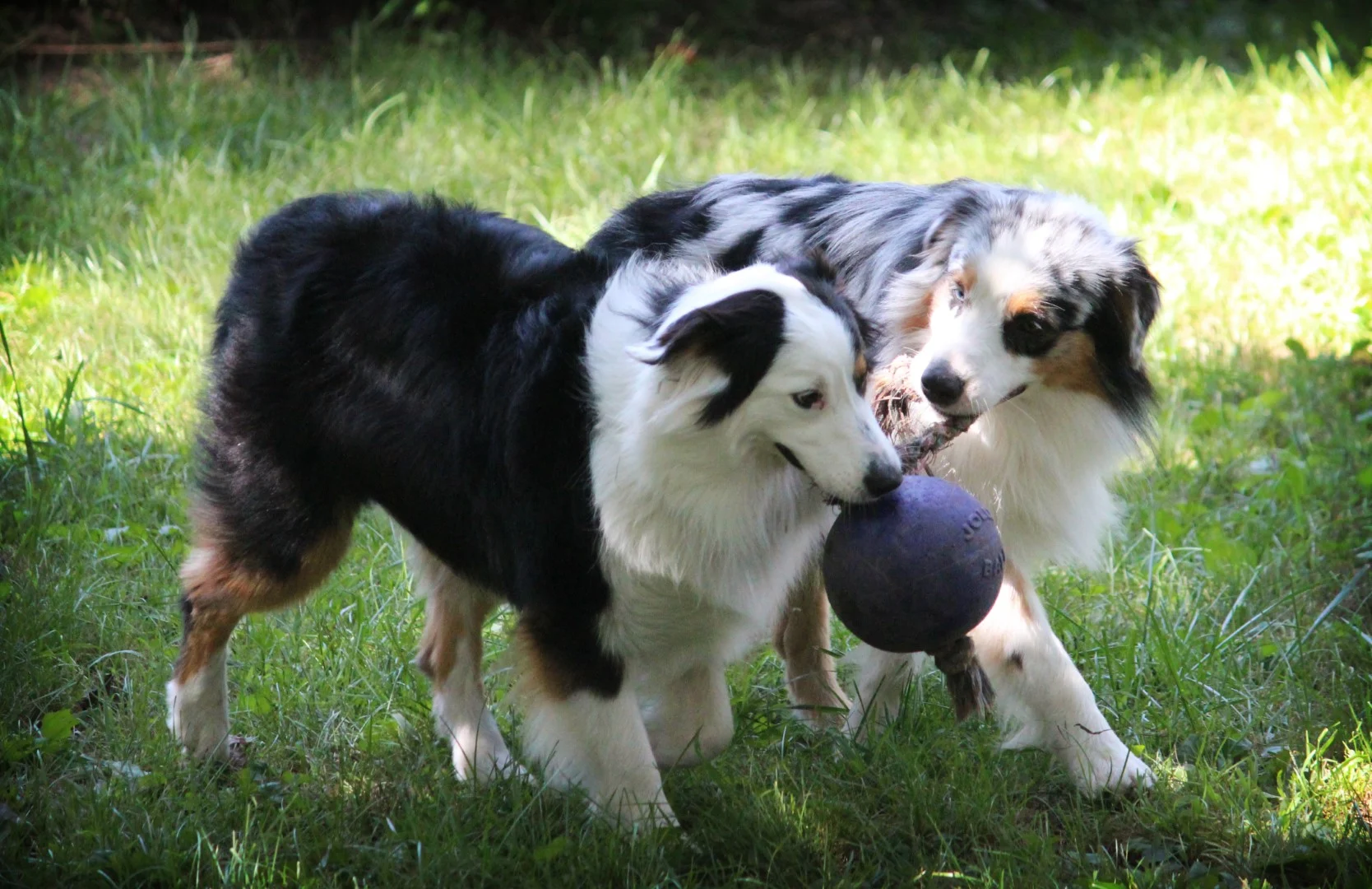 Palla per cani con corda galleggiante blu S (10 cm) – Jolly Pets Romp-n-Roll - immagine 5