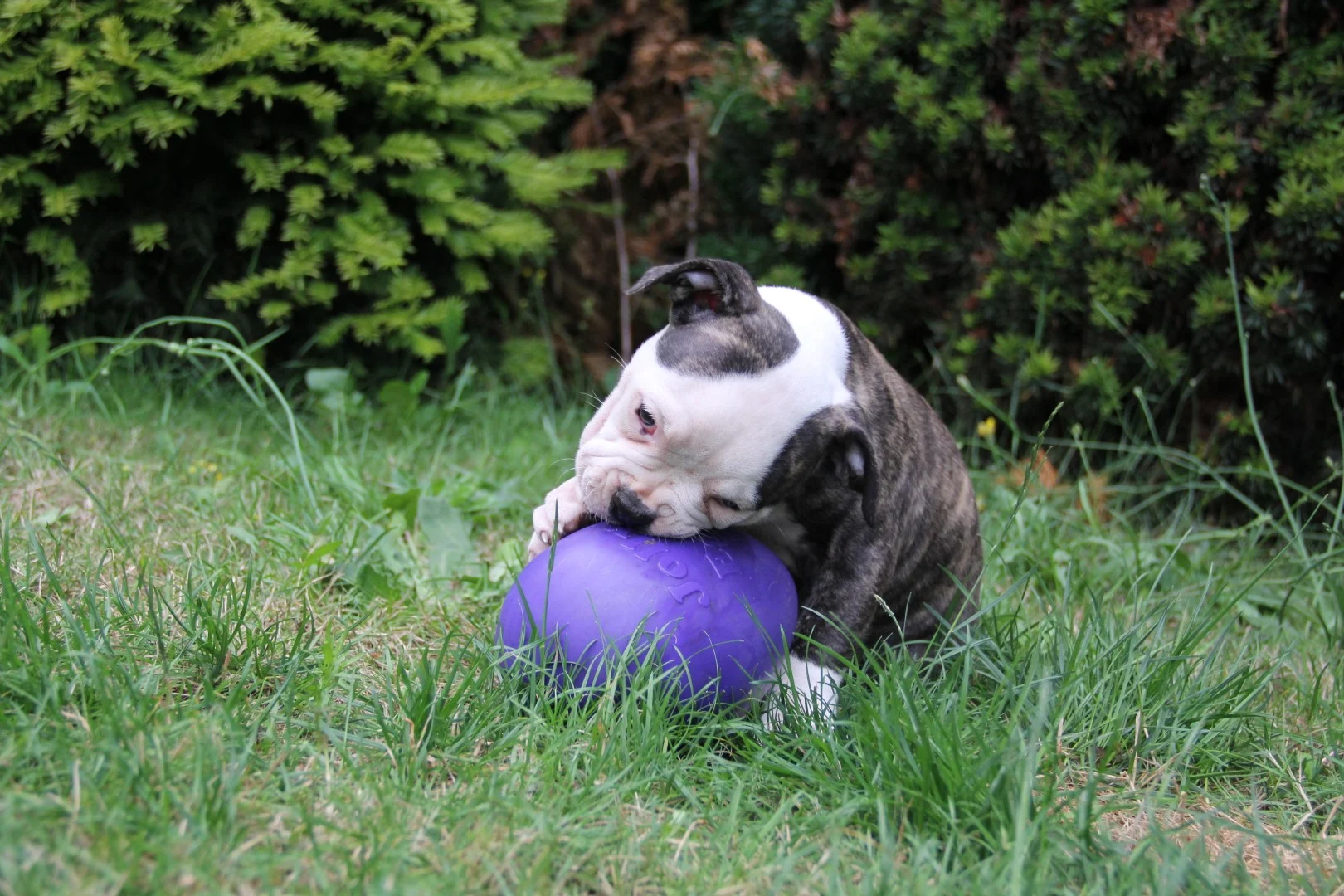 Uovo gioco per cani in plastica, viola, 20 cm – Jolly Pets Egg - immagine 3