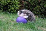 Uovo gioco per cani in plastica, viola, 20 cm – Jolly Pets Egg - immagine 4