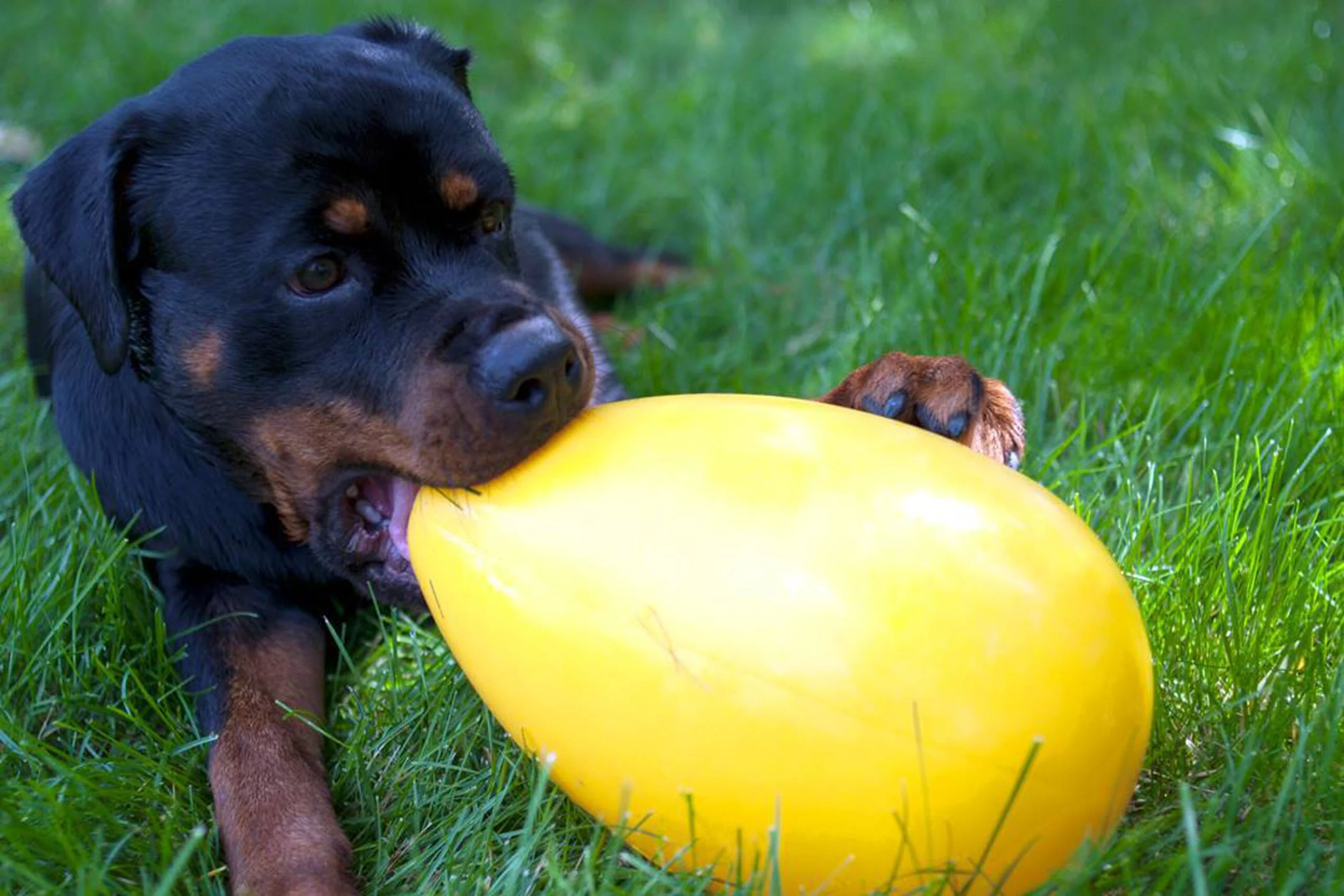 Uovo gioco per cani in plastica, viola, 20 cm – Jolly Pets Egg - immagine 2